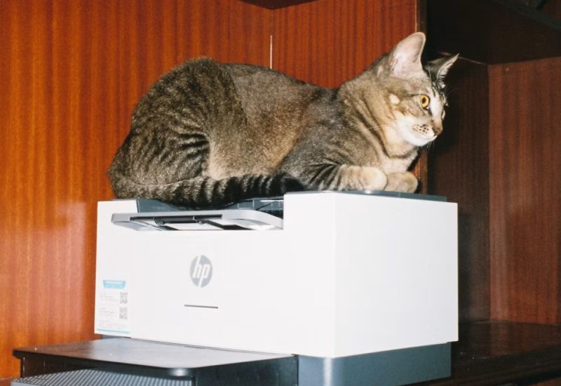 Индия оштрафовала HP Inc. на ,4 млн за картельный сговор в сфере расходных материалов для принтеров