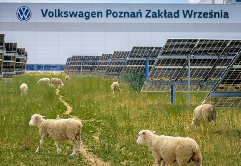 Volkswagen наняла сотню овец для борьбы с растительностью на солнечной ферме